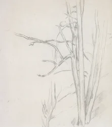 Studio di albero